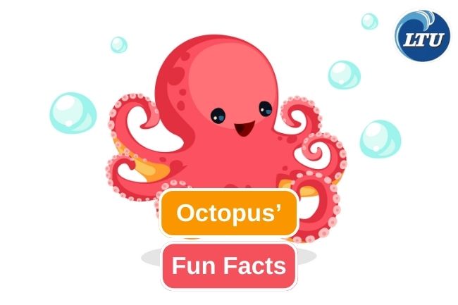 12 Impressive Facts about Octopus